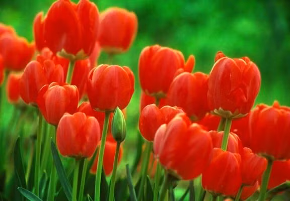 Nguoi sinh vao 3 thang Am lich nay, huong tron may man, phuc loc