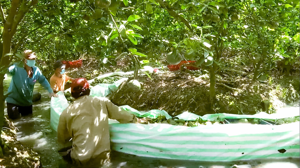 Thiếu công nghệ chế biến, cam sành Vĩnh Long lại kêu cứu Thieu cong nghe che bien, cam sanh Vinh Long lai keu cuu