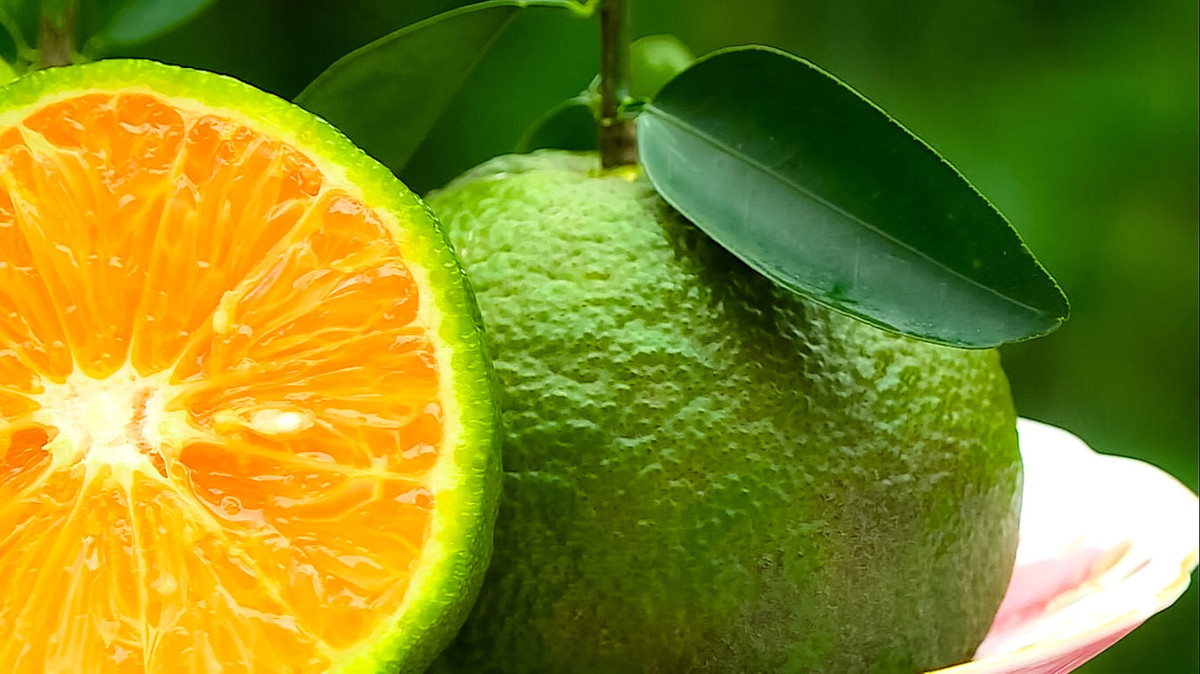 Thiếu công nghệ chế biến, cam sành Vĩnh Long lại kêu cứu - Hình 2 Thieu cong nghe che bien, cam sanh Vinh Long lai keu cuu-Hinh-2