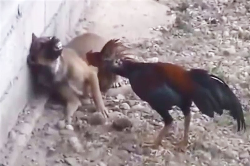 Nghich ly canh cho keu la khi bi ga trong tan cong