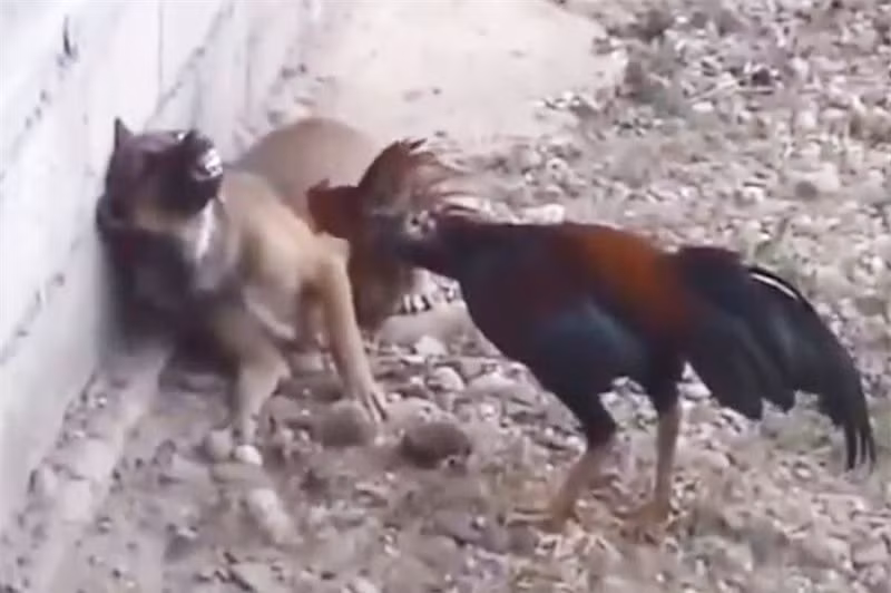 Nghich ly canh cho keu la khi bi ga trong tan cong