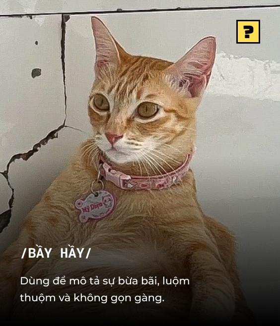 Chu meo My Dieu 'bay hay' tro thanh hien tuong mang xa hoi