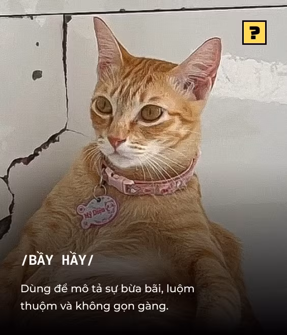 Chu meo My Dieu 'bay hay' tro thanh hien tuong mang xa hoi