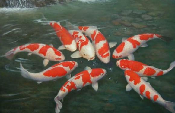 Top 5 loai dong vat co tuoi tho cao nhat-Hinh-4