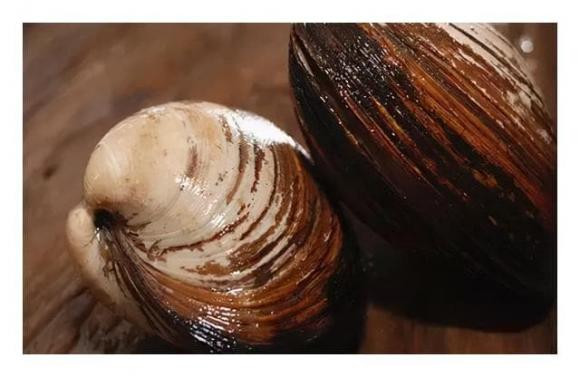 Top 5 loai dong vat co tuoi tho cao nhat-Hinh-6