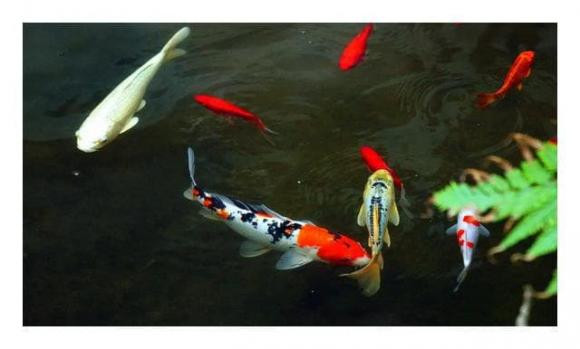 Top 5 loai dong vat co tuoi tho cao nhat-Hinh-5