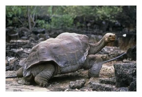 Top 5 loai dong vat co tuoi tho cao nhat-Hinh-3