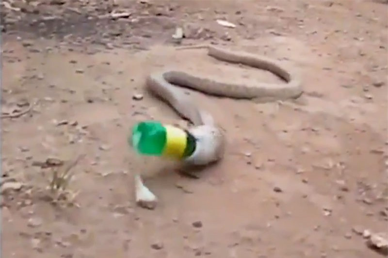 Hau an, ran ho mang nuot phai chai nhua roi quan quai non ra