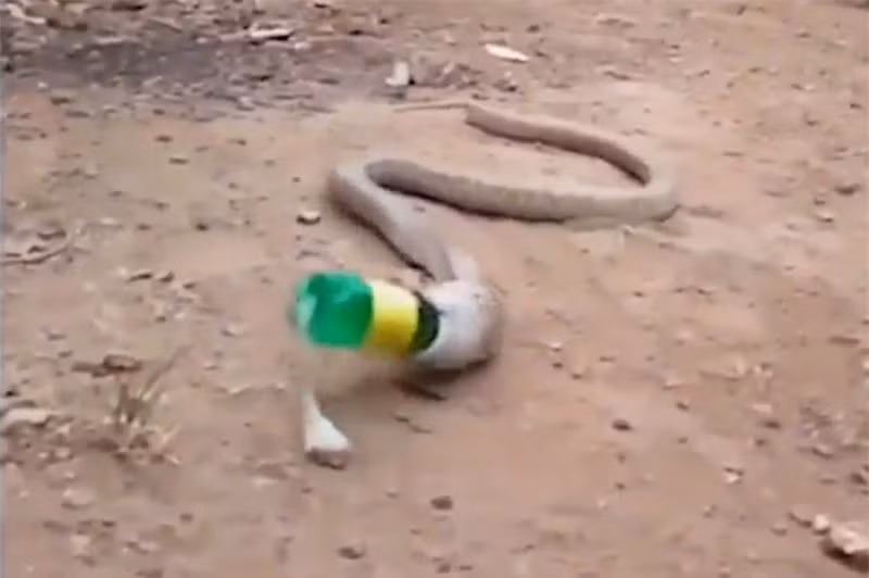 Hau an, ran ho mang nuot phai chai nhua roi quan quai non ra