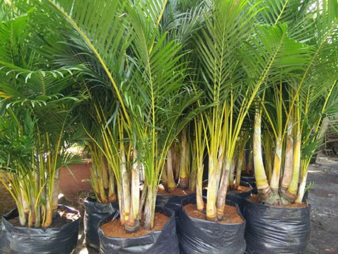 5 loại cây đặt trong nhà chẳng khác nào điều hòa, giúp hạ nhiệt tới 10 độ mà không mất đồng nào - Hình 2 5 loai cay dat trong nha chang khac nao dieu hoa, giup ha nhiet toi 10 do ma khong mat dong nao-Hinh-2