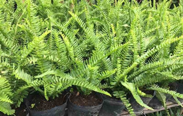 5 loại cây đặt trong nhà chẳng khác nào điều hòa, giúp hạ nhiệt tới 10 độ mà không mất đồng nào - Hình 4 5 loai cay dat trong nha chang khac nao dieu hoa, giup ha nhiet toi 10 do ma khong mat dong nao-Hinh-4