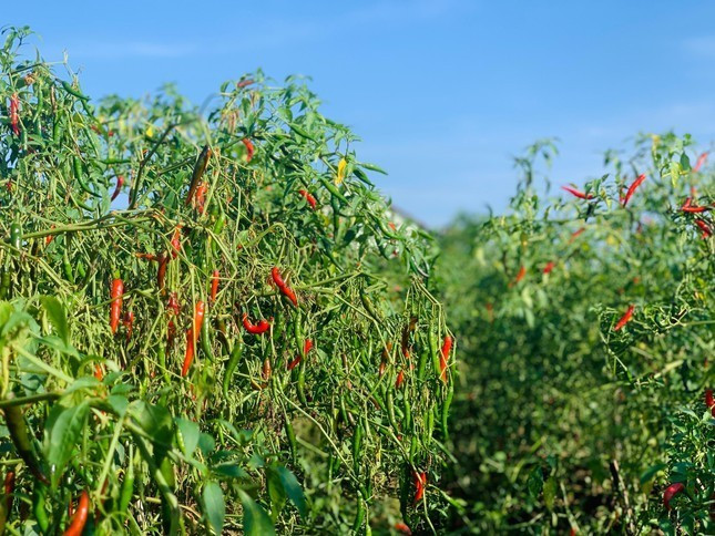 Mot thang 5 lan giam gia, mit Thai chat dong re chua tung co-Hinh-2