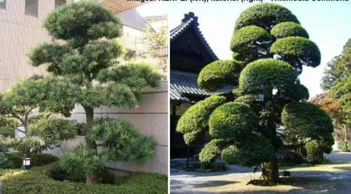 Cây tùng La Hán sinh trưởng khá chậm nhưng có tuổi thọ rất cao. Theo người xưa, cây tùng La Hán còn được mệnh danh là “cây cất giữ của cải” bởi vì khi cây cảnh này nhiều tuổi rất có giá trị về kinh tế.