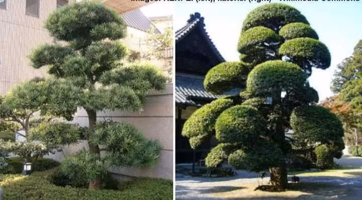 Cây tùng La Hán sinh trưởng khá chậm nhưng có tuổi thọ rất cao. Theo người xưa, cây tùng La Hán còn được mệnh danh là “cây cất giữ của cải” bởi vì khi cây cảnh này nhiều tuổi rất có giá trị về kinh tế.