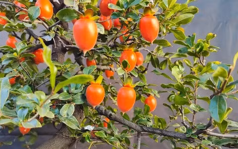 Hồng đá là cây cảnh bonsai có giá trị làm cảnh cao và được người xưa coi là cây phong thủy tốt lành. Quả của nó giống như chuỗi ngọc trai vàng, treo khắp cành, đung đưa nhẹ nhàng trong gió và tỏa ra anh sáng quyến rũ.