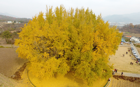  Lá của cây bạch quả chuyển sang màu vàng vào mùa thu, giống như bạn có cây vàng trong nhà. Người xưa cho rằng, cây cảnh bạch quả biểu trưng cho sự vương giả, thịnh vượng, giàu có. Nó không chỉ mang lại sự giàu có mà còn có tác dụng xua đuổi tà ma, thu hút tài lộc. 