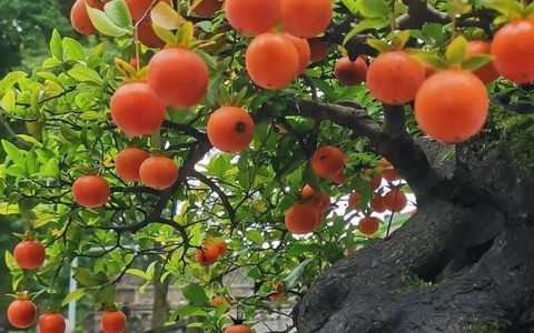 Cây cảnh hồng đá có ý nghĩa là nhiều con cái, nhiều phúc lộc, trường thọ và phú quý, có tác dụng phong thủy tụ tài, thu hút tài lộc, làm ăn phát đạt.