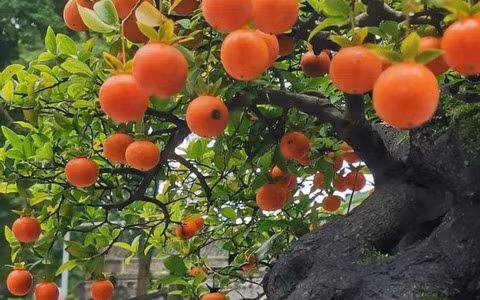 Cây cảnh hồng đá có ý nghĩa là nhiều con cái, nhiều phúc lộc, trường thọ và phú quý, có tác dụng phong thủy tụ tài, thu hút tài lộc, làm ăn phát đạt.