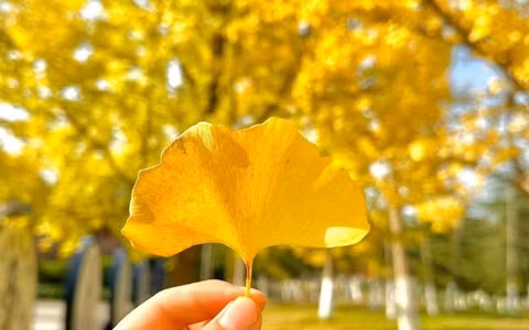  Lá bạch quả có màu xanh vào mùa xuân và mùa hè, giống như những chiếc quạt nhỏ. Đặc biệt, tán lá màu xanh mướt của chúng sẽ biến thành vào vàng rực vào cuối thu, đầu đông.