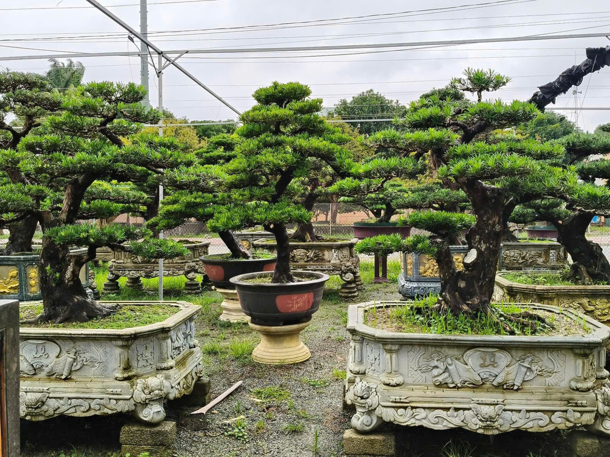 Có nhiều cây tùng La Hán tuổi thọ hàng trăm năm, có giá hàng tỷ đồng. Người xưa coi trọng tùng La Hán không chỉ vì hình dáng độc đáo của nó mà còn vì nó mang ý nghĩa may mắn là "gia đình làm ăn trường thọ".