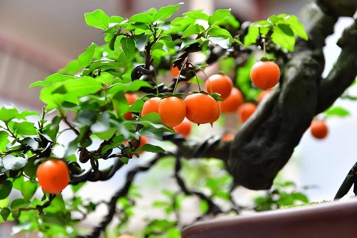 Cây cảnh này cũng có tuổi thọ cao, những cây ngoài tự nhiên có thể sống đến 1.000 năm còn những cây bonsai trong chậu cảnh cũng có thể sống hàng trăm năm, là báu vật mà nhiều người săn lùng. 