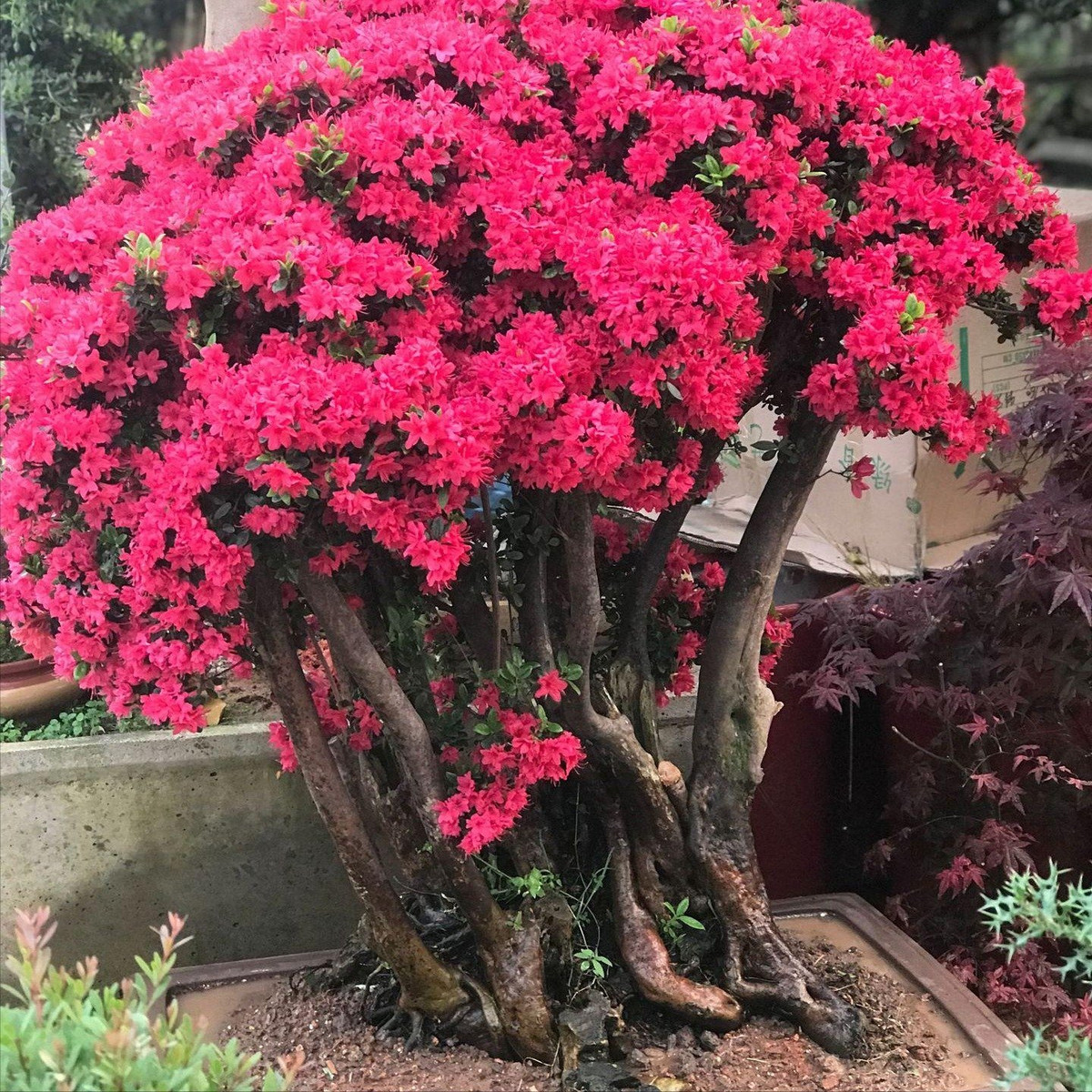 Ngam cay canh tien hoa dien giai het y nghia cuoc song-Hinh-16