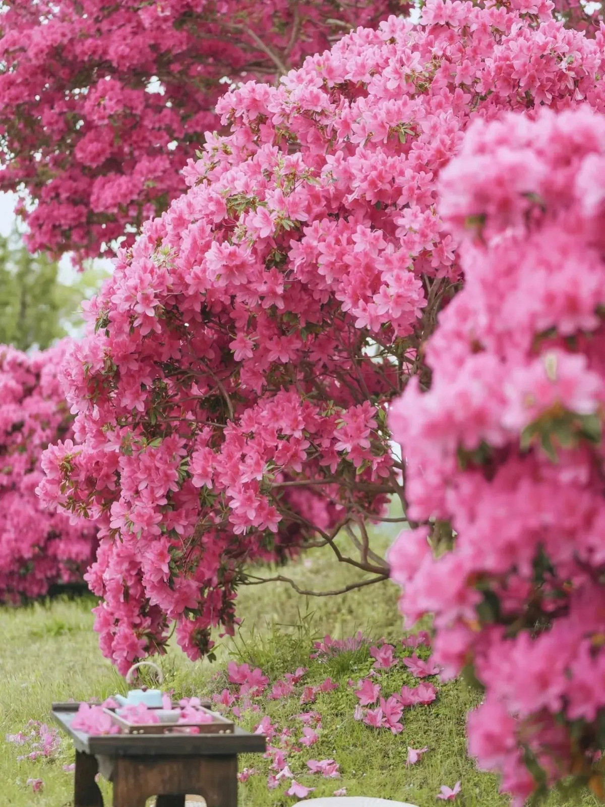 Ngam cay canh tien hoa dien giai het y nghia cuoc song-Hinh-11
