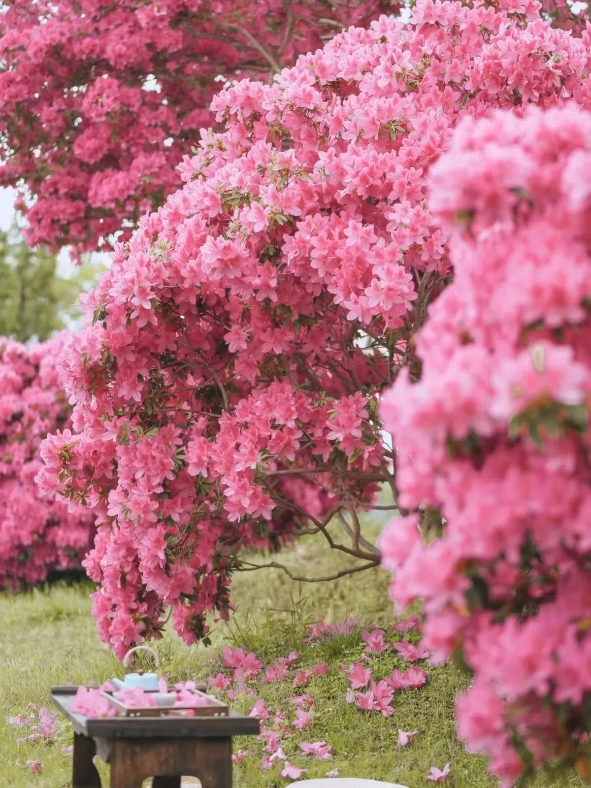 Ngam cay canh tien hoa dien giai het y nghia cuoc song-Hinh-11