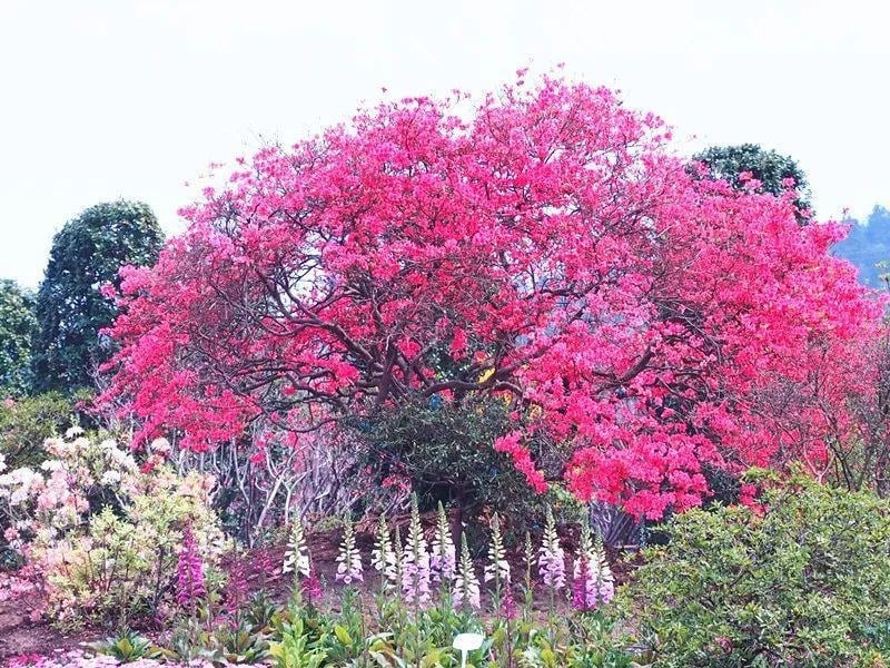 Ngắm cây cảnh tiên hoa diễn giải hết ý nghĩa cuộc sống - Hình 13 Ngam cay canh tien hoa dien giai het y nghia cuoc song-Hinh-13