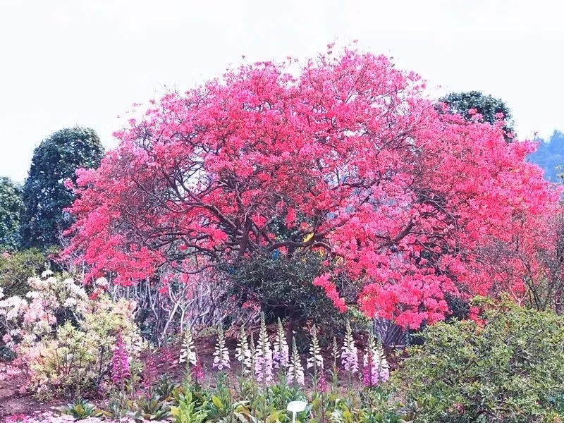 Ngam cay canh tien hoa dien giai het y nghia cuoc song-Hinh-13