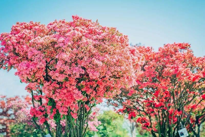 Ngắm cây cảnh tiên hoa diễn giải hết ý nghĩa cuộc sống - Hình 15 Ngam cay canh tien hoa dien giai het y nghia cuoc song-Hinh-15