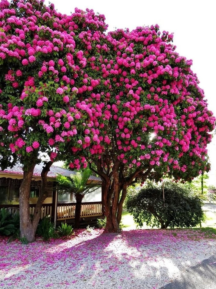 Ngắm cây cảnh tiên hoa diễn giải hết ý nghĩa cuộc sống - Hình 4 Ngam cay canh tien hoa dien giai het y nghia cuoc song-Hinh-4