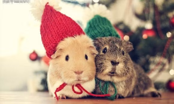 Họ có thể gặt hái thành công từ một dự án tiềm năng, một thương vụ hợp tác sinh lời, hoặc bất ngờ đón nhận vận may tài chính từ những nguồn không ngờ tới.