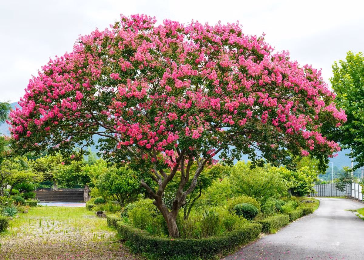 Người xưa còn cho rằng, trồng một cây tường vi trong sân nhà sẽ cải thiện phong thủy, giúp gia đình có “vận tài luôn chảy", đón năng lượng tím đến từ phương Đông, mang theo quý nhân, giúp sự nghiệp thuận lợi, cuộc sống suôn sẻ, may mắn.