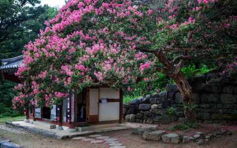  Tường vi là cây cảnh phong thủy được người xưa đặc biệt coi trọng. Người xưa có câu: "Trồng tường vi trước cửa, gia đình giàu sang, thịnh vượng". Nó tượng trưng cho sự cao quý và giàu sang.