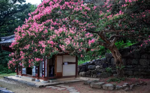  Tường vi là cây cảnh phong thủy được người xưa đặc biệt coi trọng. Người xưa có câu: "Trồng tường vi trước cửa, gia đình giàu sang, thịnh vượng". Nó tượng trưng cho sự cao quý và giàu sang.