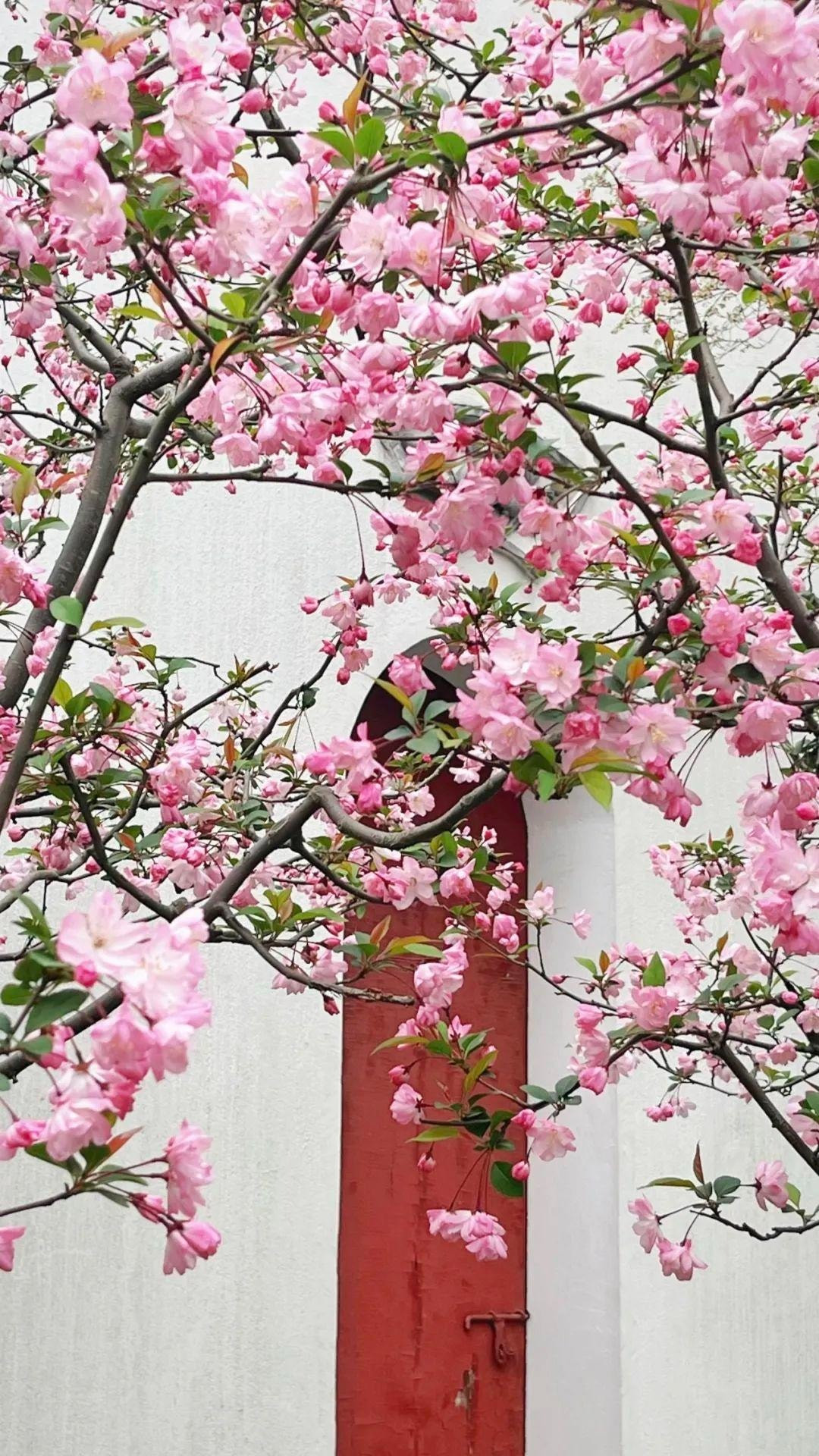 Cây cảnh phong thủy này còn tượng trưng cho vàng ngọc đầy nhà. Hoa tây phủ hải đường tượng trưng cho địa vị và sự giàu có, và việc bảo dưỡng chúng tại nhà mang ý nghĩa chào đón sự giàu có và may mắn.