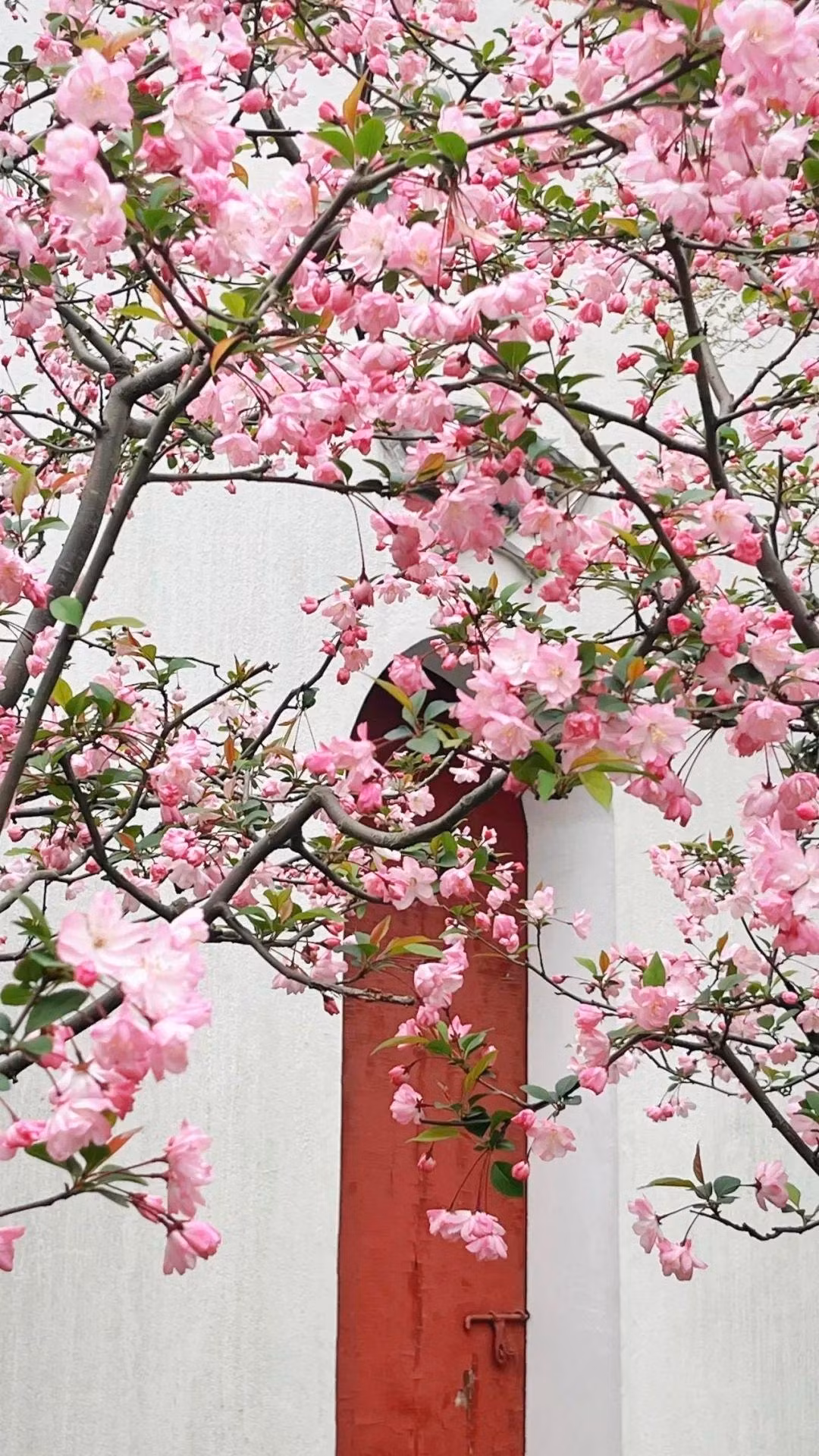 Cây cảnh phong thủy này còn tượng trưng cho vàng ngọc đầy nhà. Hoa tây phủ hải đường tượng trưng cho địa vị và sự giàu có, và việc bảo dưỡng chúng tại nhà mang ý nghĩa chào đón sự giàu có và may mắn.