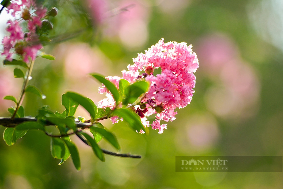  Vì vậy, nếu bạn đang trong thời kỳ tài năng không được đánh giá cao, sự nghiệp không như ý, công việc kinh doanh và tài chính ì ạch, gia đình xung đột gay gắt, bạn cũng có thể thử trồng cây tường vi trước nhà để cải thiện vận khí cũng rất tốt.