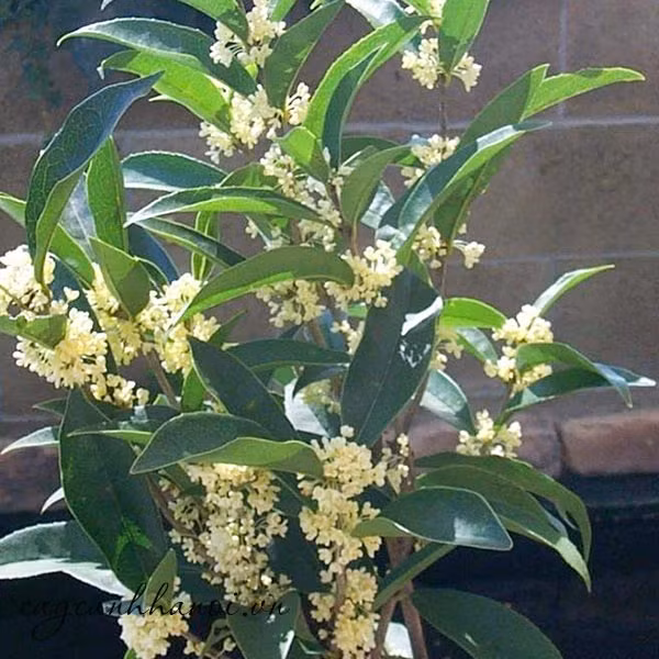 Mộc hương là cây cảnh biểu tượng của sự may mắn và thịnh vượng. Tên của chúng theo tiếng Hán Việt đồng âm với từ "giàu có" và từ "quý nhân", do đó càng có nhiều người thích trồng hoa quế ở nhà hoặc trước cửa nhà.