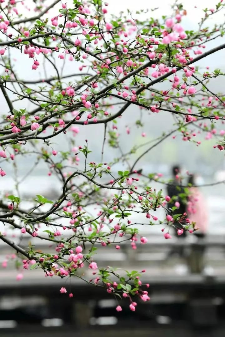  Ngày xưa, nhiều gia đình giàu có, thậm chí trong "vườn thượng uyển" đều thích trồng cây cảnh này. Người xưa nói: "Tây phủ hải đường trong nhà, gia đình thịnh vượng, vàng ngọc đầy nhà" hay “Tây phủ hải đường sống tại gia, phú quý tự nhiên đến”.