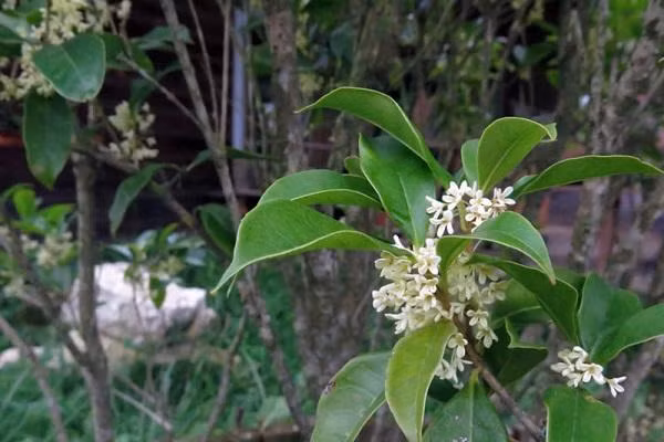 Vì thế, người xưa còn có câu: "Mộc hương trồng trước nhà, quý nhân vào trong cửa" xuất phát từ chính cái tên của nó. Mộc hương còn là cây cảnh phong thủy được ưa thích. Cây cảnh này tượng trưng cho may mắn, tài lộc, phù hợp trồng ở sân hoặc trong nhà. 