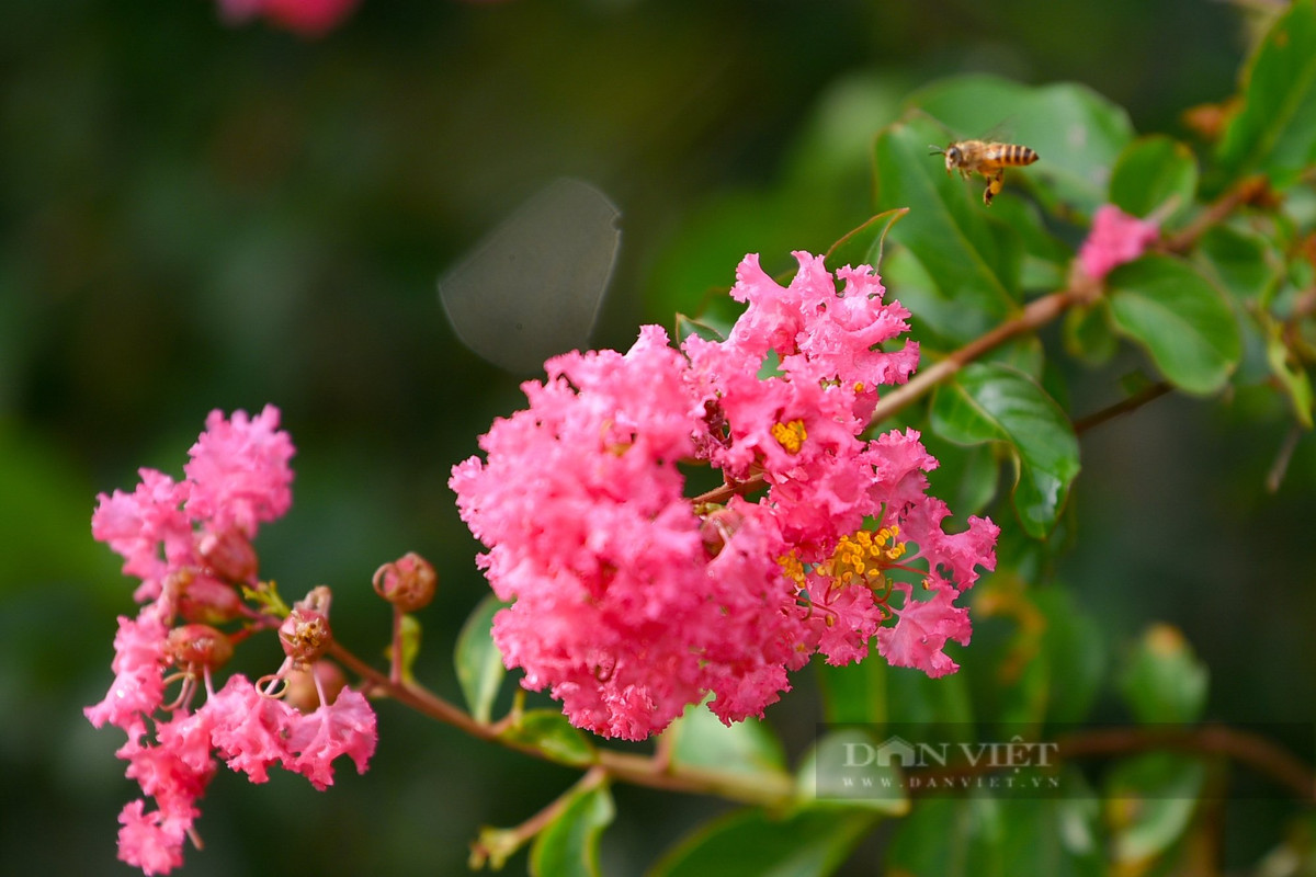 Ngoài ra, người xưa cho rằng, trồng cây tường vi trong sân nhà có thể xua đuổi tà ma bằng năng lượng hài hòa và tốt lành, trường thọ. Nhờ đó, làm cho không khí trong nhà trở nên yên bình hơn và các mối quan hệ trong gia đình trở nên hòa thuận hơn. 