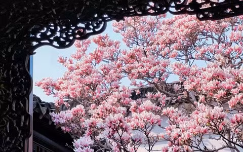  Khi loài hoa này nở rộ tượng trưng cho tin vui và sự trường thọ. Hoa có năm cánh tượng trưng cho năm thế hệ cũng sống dưới 1 mái nhà, sum vầy, thịnh vượng. 