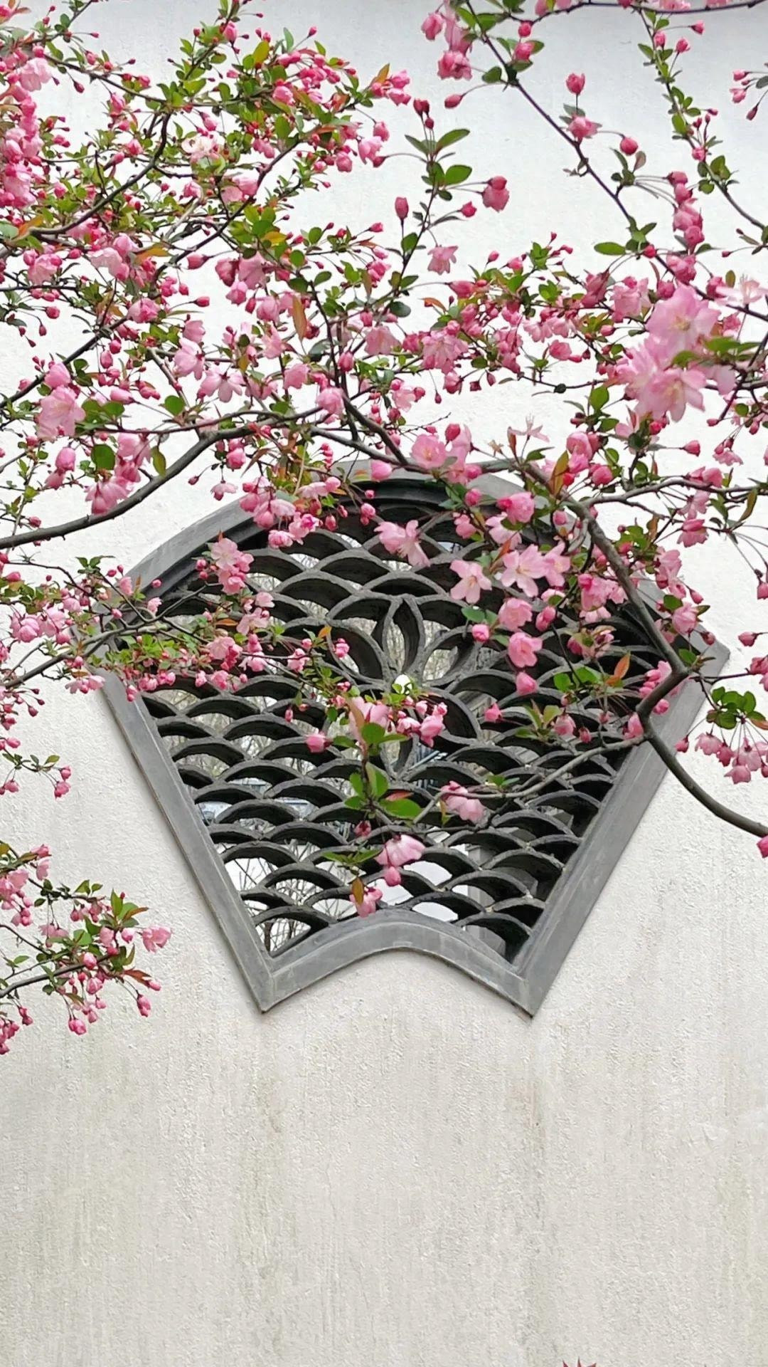 Cây cảnh này cũng tượng trưng cho điềm lành về "hòa bình và yên tĩnh tại gia", và vẻ đẹp của nó trong cả bốn mùa thậm chí còn tuyệt vời hơn. Vào mùa xuân, hoa nở rộ, cánh hoa màu hồng và trắng rơi như mây; Vào mùa thu, các cành cây trĩu đầy quả đỏ, tạo nên sự tương phản tuyệt đẹp với những cây bạch quả vàng. 