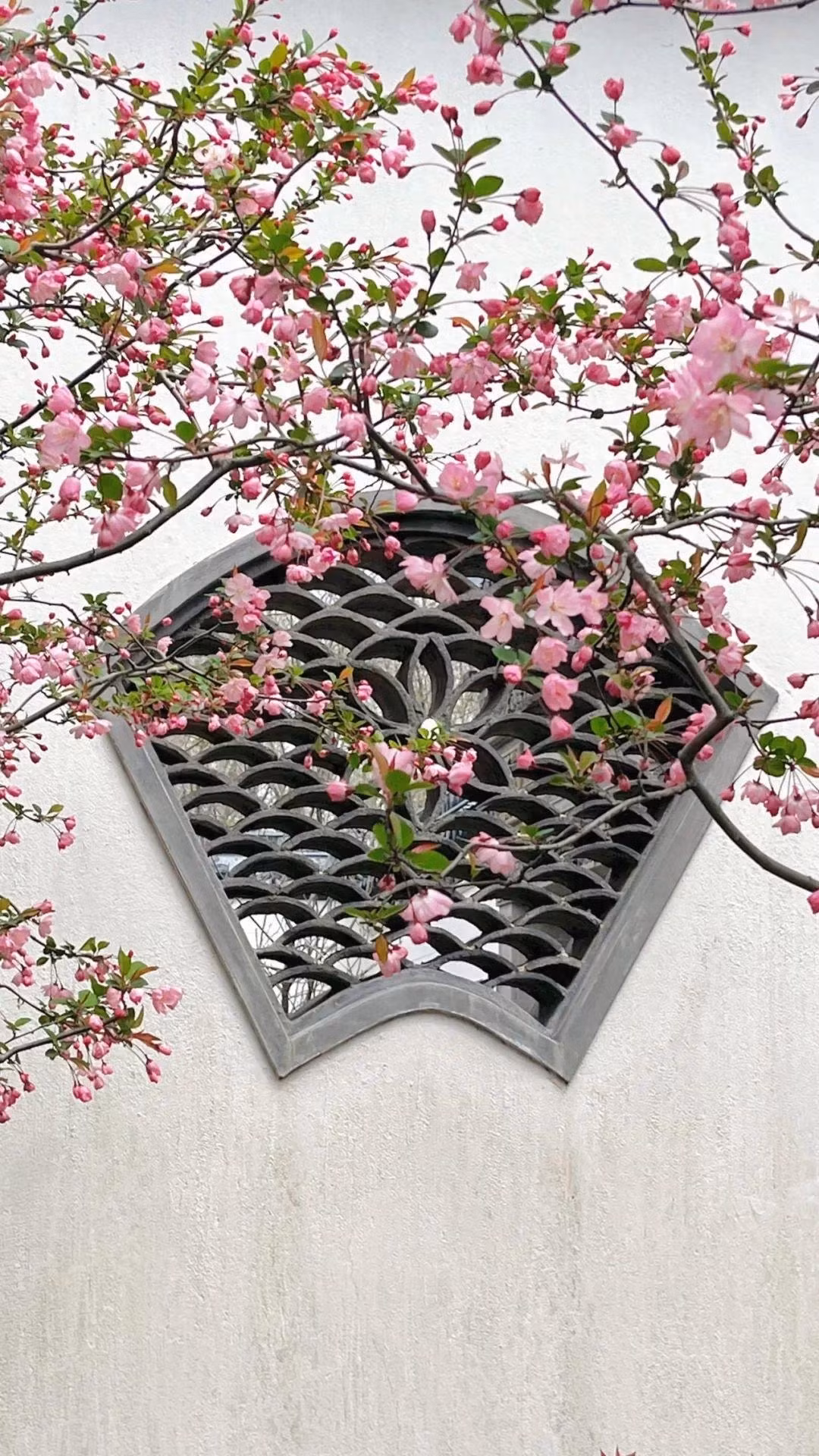 Cây cảnh này cũng tượng trưng cho điềm lành về "hòa bình và yên tĩnh tại gia", và vẻ đẹp của nó trong cả bốn mùa thậm chí còn tuyệt vời hơn. Vào mùa xuân, hoa nở rộ, cánh hoa màu hồng và trắng rơi như mây; Vào mùa thu, các cành cây trĩu đầy quả đỏ, tạo nên sự tương phản tuyệt đẹp với những cây bạch quả vàng. 