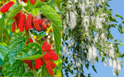  Theo người xưa, cây dâu tằm mang âm khí nặng, trồng trước nhà lâu ngày sẽ khiến âm khí ảnh hưởng đến cả ngôi nhà. Những người sống trong những ngôi nhà kiểu này lâu ngày thường gầy yếu và hay ốm vặt.