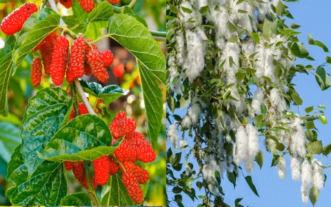  Theo người xưa, cây dâu tằm mang âm khí nặng, trồng trước nhà lâu ngày sẽ khiến âm khí ảnh hưởng đến cả ngôi nhà. Những người sống trong những ngôi nhà kiểu này lâu ngày thường gầy yếu và hay ốm vặt.