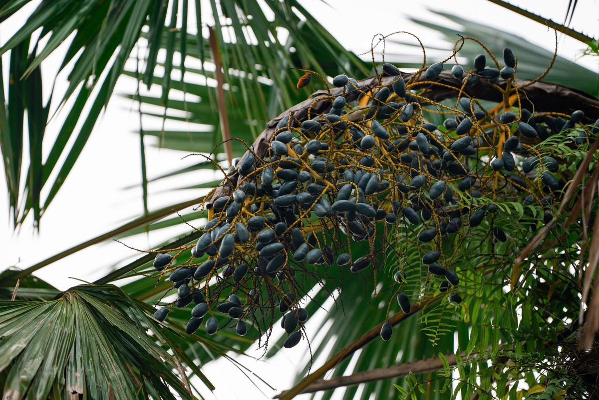 Tuy nhiên, thật không công bằng khi cây cọ được coi là cây âm. Trên thực tế, trước đây khi nền kinh tế còn kém phát triển, nó được sử dụng rộng rãi trong đời sống và sản xuất của người dân.