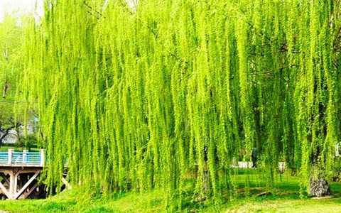 Cành liễu mềm mại, rủ xuống tuy trông rất đẹp nhưng trong phong thủy, tư thế rũ xuống này được coi là gây chán nản và không có lợi cho việc lưu thông khí khí trong nhà.